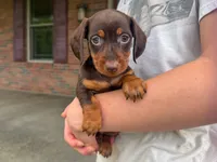 Cooper, a male Miniature Dachshund for sale in Dundee, OH – 1 of 6