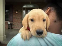 Pearl, a female Labrador Retriever for sale in Dundee, OH – 2 of 5