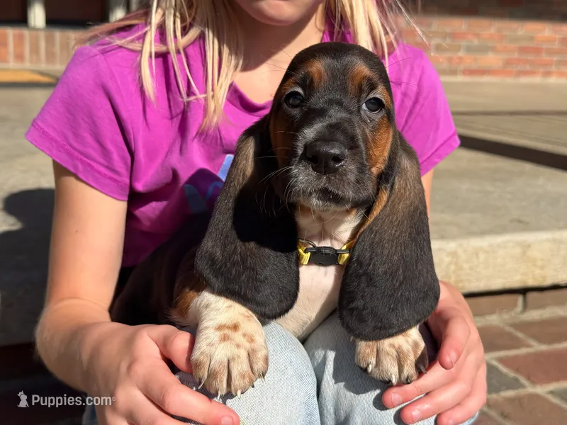 Gracie  – Basset Hound puppy for sale in Dundee, OH
