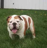 Otis, a male English Bulldog for sale in Dundee, OH – 7 of 7