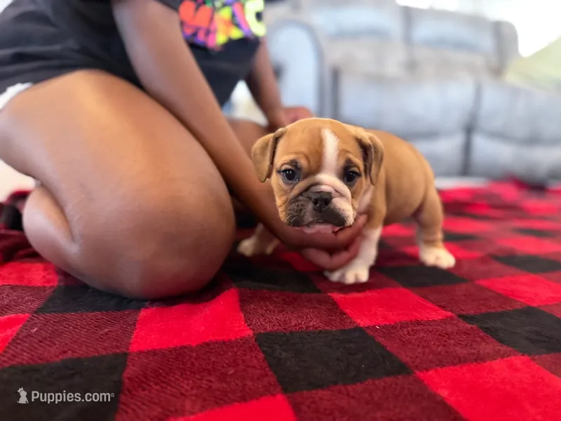 Sarge – English Bulldog puppy for sale in Dundee, OH