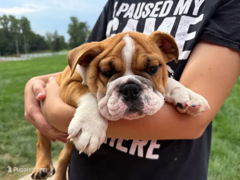 Charlie  – English Bulldog puppy for sale in Dundee, OH