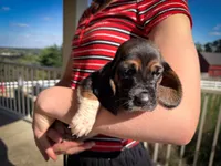 Gracie , a female Basset Hound for sale in Dundee, OH – 2 of 7
