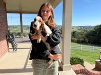 Mabel, a female Basset Hound for sale in Dundee, OH – 4 of 10
