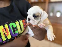 Fiona, a female English Bulldog for sale in Dundee, OH – 3 of 8