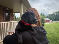 Remi, a female Labrador Retriever for sale in Dundee, OH – 3 of 6
