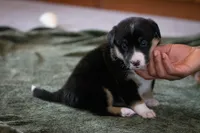 Winnie, a female Australian Shepherd and Pembroke Welsh Corgi for sale in Dundee, OH – 6 of 8
