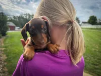 Bailey , a female Miniature Dachshund for sale in Dundee, OH – 5 of 7