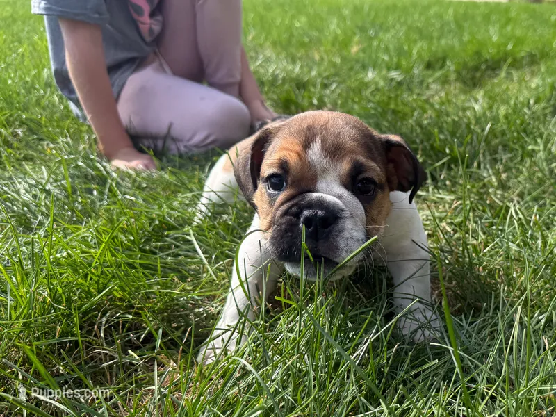 Winston – English Bulldog puppy for sale in Dundee, OH