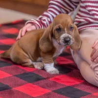 Axel, a male Basset Hound for sale in Dundee, OH – Photo 3 of 4