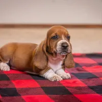 Axel, a male Basset Hound for sale in Dundee, OH – Photo 1 of 4