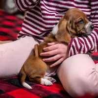 Axel, a male Basset Hound for sale in Dundee, OH – Photo 4 of 4