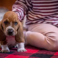 Axel, a male Basset Hound for sale in Dundee, OH – Photo 2 of 4
