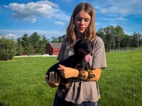 Gus, a male Miniature Dachshund for sale in Dundee, OH – 3 of 7