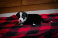Gus, a male Pembroke Welsh Corgi for sale in Dundee, OH – 3 of 7
