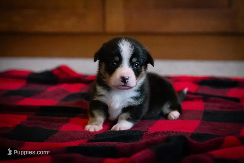 Gus, a male Pembroke Welsh Corgi for sale in Dundee, OH – 1 of 7