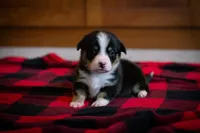 Gus, a male Pembroke Welsh Corgi for sale in Dundee, OH – 1 of 7