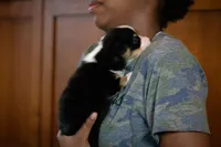 Gus, a male Pembroke Welsh Corgi for sale in Dundee, OH – 4 of 7