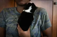 Gus, a male Pembroke Welsh Corgi for sale in Dundee, OH – 5 of 7