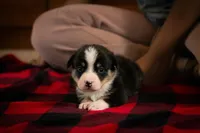 Gus, a male Pembroke Welsh Corgi for sale in Dundee, OH – 2 of 7