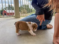 Archie, a male English Bulldog for sale in Dundee, OH – 5 of 8