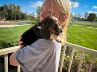 Wilbur, a male Basset Hound for sale in Dundee, OH – 4 of 10
