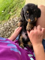 Bear, a male Miniature Dachshund for sale in Dundee, OH – 4 of 8