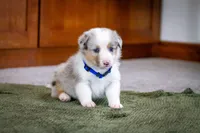 Blue, a male Australian Shepherd and Pembroke Welsh Corgi for sale in Dundee, OH – 5 of 10