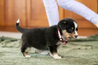 Star, a female Australian Shepherd and Pembroke Welsh Corgi for sale in Dundee, OH – 5 of 8