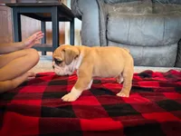 Tyson, a male English Bulldog for sale in Dundee, OH – 4 of 7