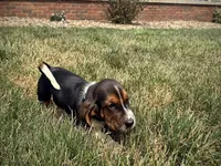 Walter, a male Basset Hound for sale in Dundee, OH – 3 of 7