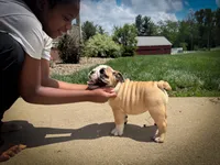 Penelope , a female English Bulldog for sale in Dundee, OH – 3 of 7