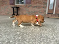 Ruby, a female Basset Hound for sale in Dundee, OH – 2 of 5