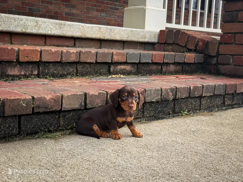 Lucy – Miniature Dachshund puppy for sale in Dundee, OH