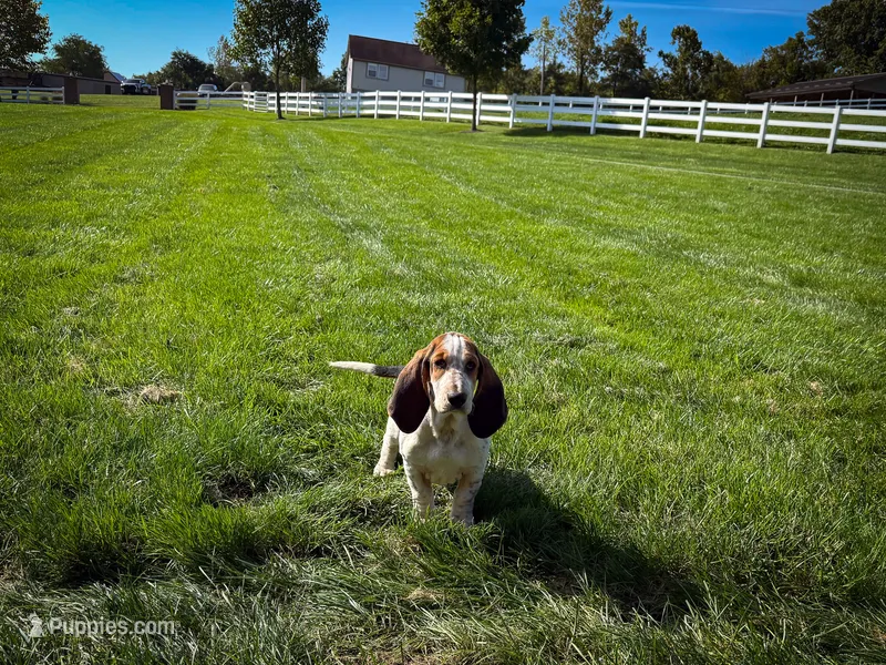 Mabel – Basset Hound puppy for sale in Dundee, OH