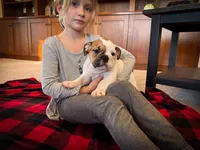 Harley, a female English Bulldog for sale in Dundee, OH – Photo 6 of 9