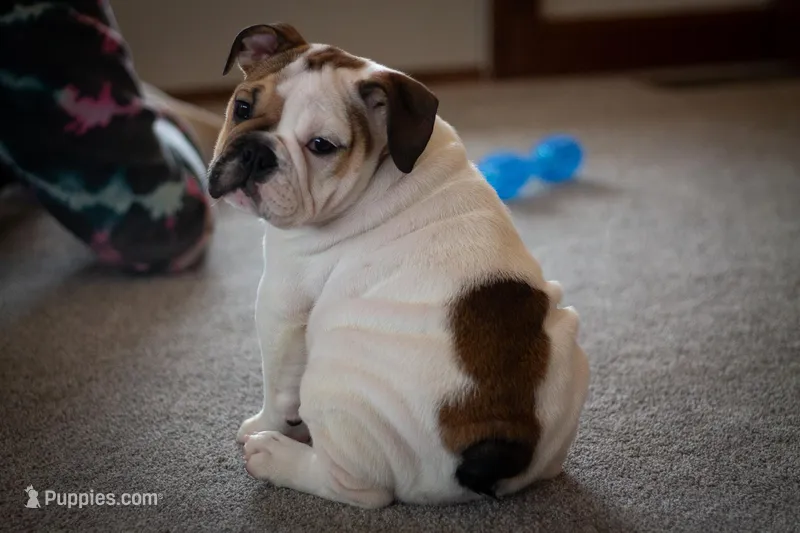 Harley – English Bulldog puppy for sale in Dundee, OH