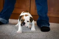 processed/1024df31-07e7-42b6-9819-3214c7cd73c0/listing/61ff1028-876c-420a-bcb8-6f0b49a243d2/5afa5e92-47c8-46ff-85ee-25bfb294a9f5