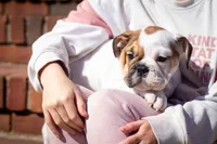 Harley, a female English Bulldog for sale in Dundee, OH – Photo 2 of 9