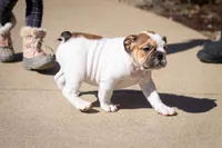 Harley, a female English Bulldog for sale in Dundee, OH – Photo 4 of 9