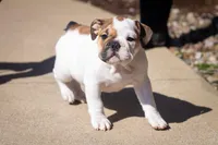 Harley, a female English Bulldog for sale in Dundee, OH – Photo 1 of 9