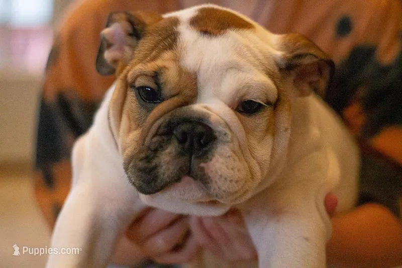 Harley – English Bulldog puppy for sale in Dundee, OH