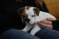 processed/1024df31-07e7-42b6-9819-3214c7cd73c0/listing/61ff1028-876c-420a-bcb8-6f0b49a243d2/a22c1174-5cdb-44eb-b548-e7e981bd5c00