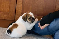 processed/1024df31-07e7-42b6-9819-3214c7cd73c0/listing/61ff1028-876c-420a-bcb8-6f0b49a243d2/db61d4b1-1b18-40b3-8921-8a738b0a7d8d