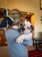 Harley, a female English Bulldog for sale in Dundee, OH – Photo 5 of 9