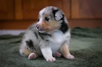 Cody, a male Australian Shepherd and Pembroke Welsh Corgi for sale in Dundee, OH – 7 of 10