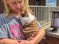 Precious, a female English Bulldog for sale in Dundee, OH – 7 of 9