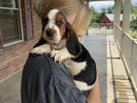 Eeyore, a male Basset Hound for sale in Dundee, OH – 4 of 6