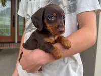 Cooper, a male Miniature Dachshund for sale in Dundee, OH – 3 of 6