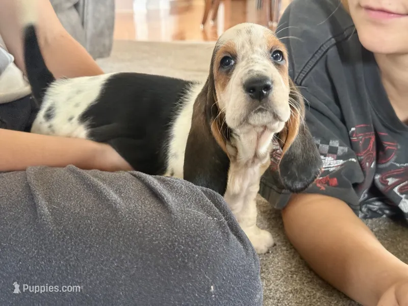 Mabel – Basset Hound puppy for sale in Dundee, OH